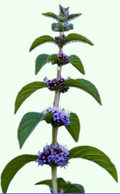 Mentha arvensis
